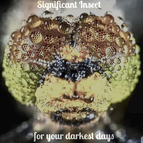 For Your Darkest Days — Significant Insect
